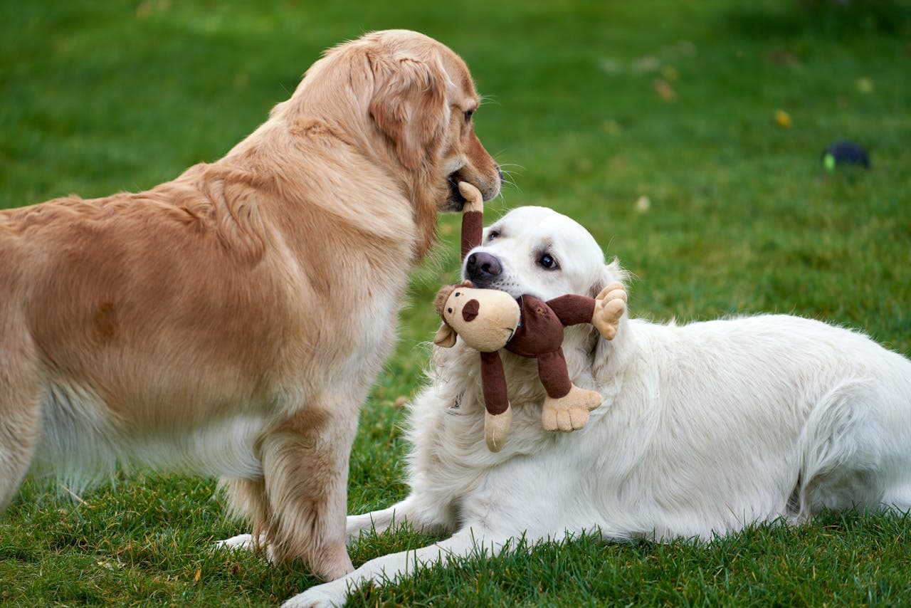 Two senior dogs interacting, representing the specialized care and attention older pets need for their health and wellbeing