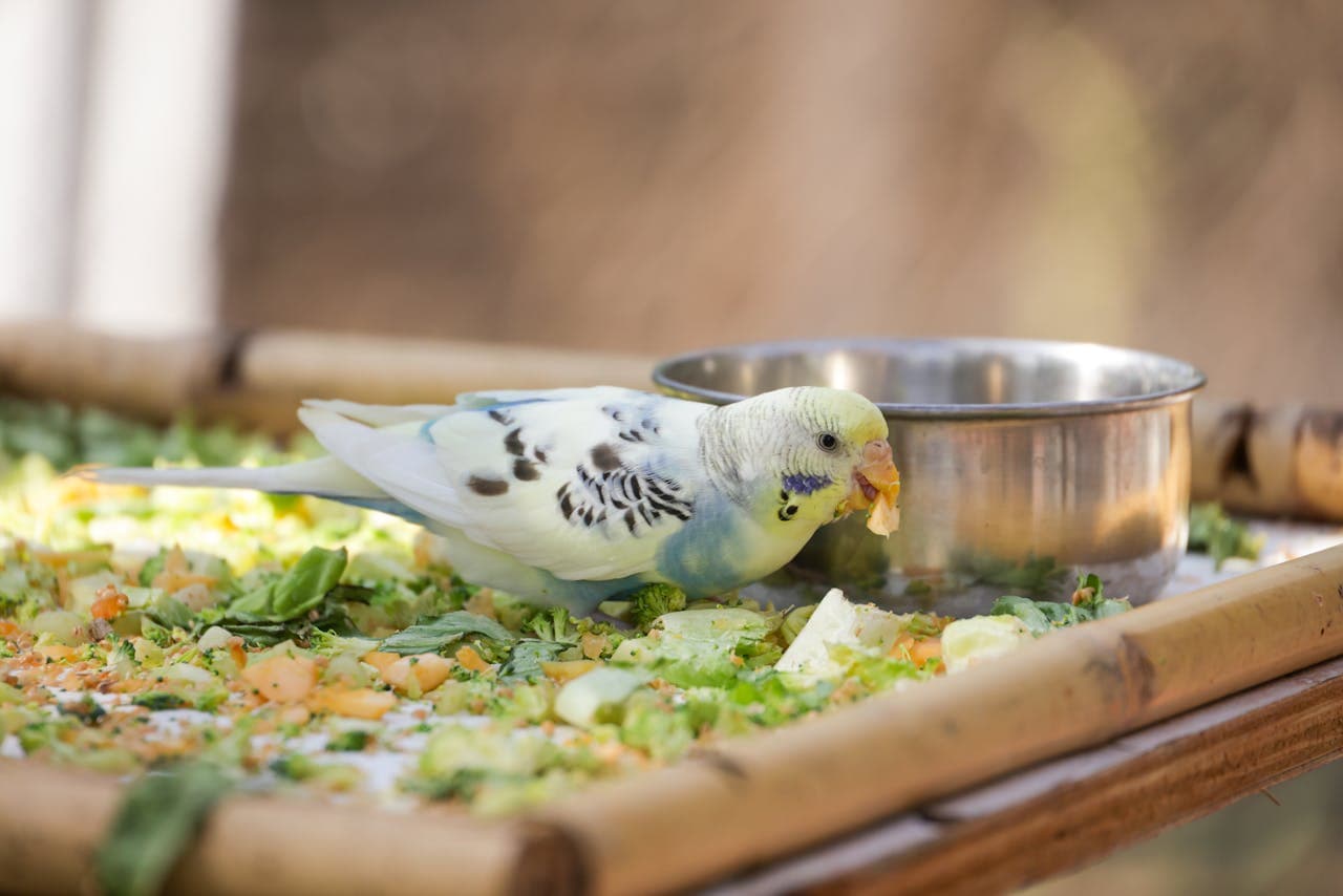 A pet bird eating food, representing proper preparation and care routines for stress-free pet boarding