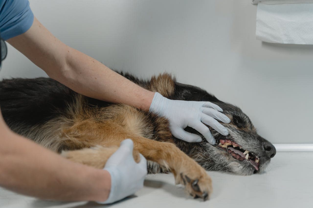 How to Detect Early Joint Problems in Older Pets