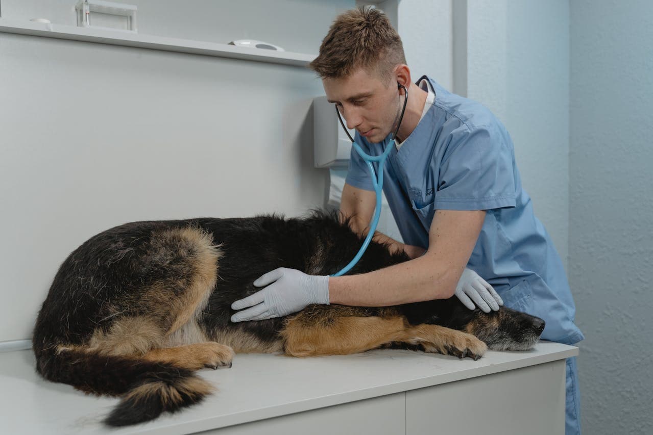 How to Identify Symptoms That Need a Vet Visit