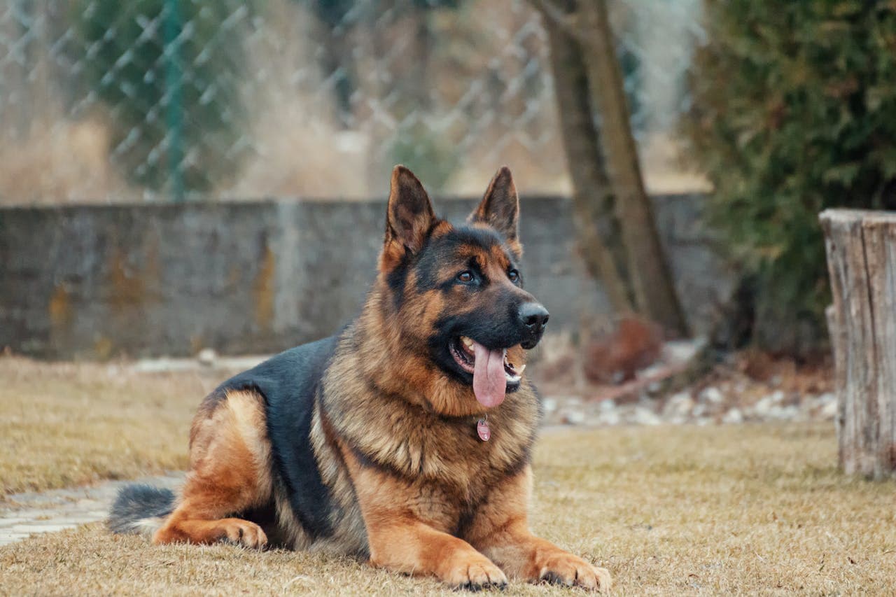 German Shepherd dog breed