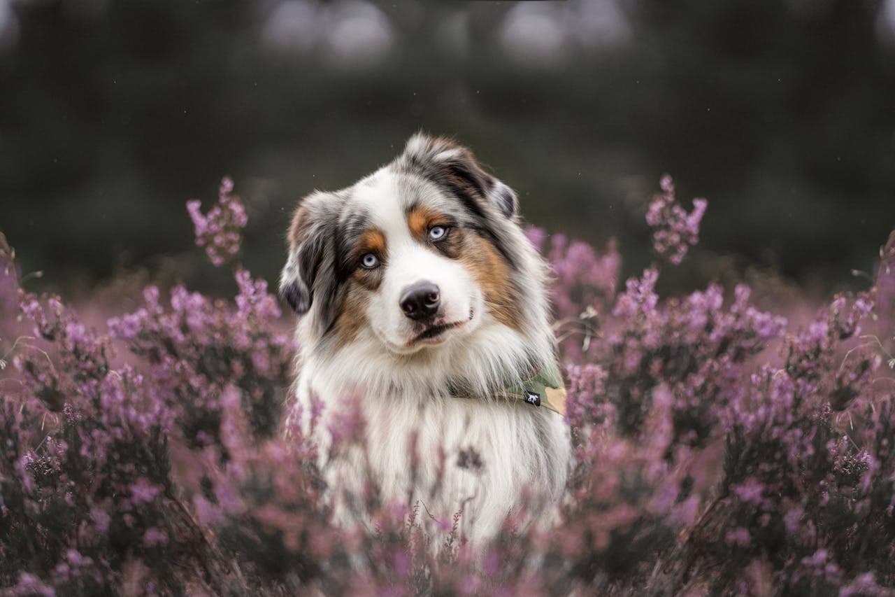 Australian Shepherd dog breed