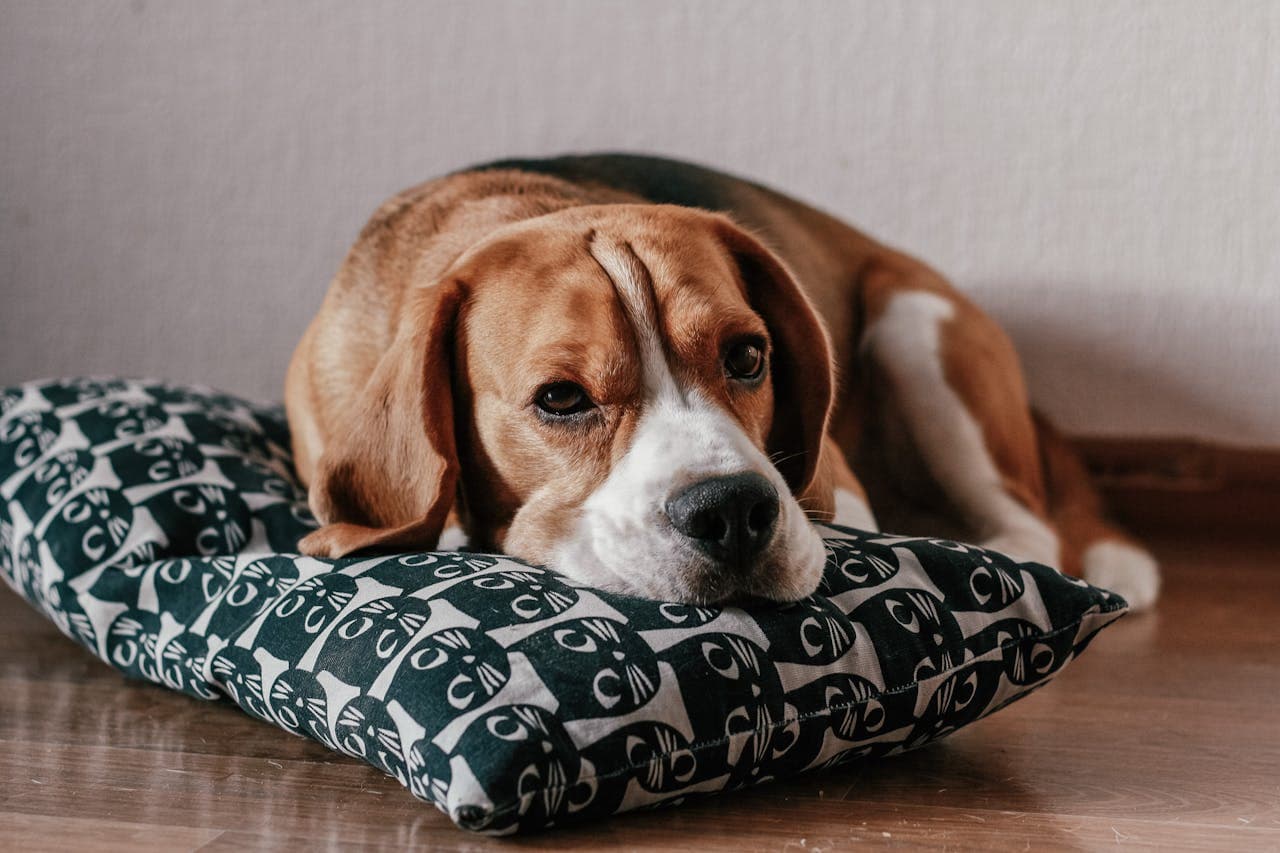 Beagle dog breed
