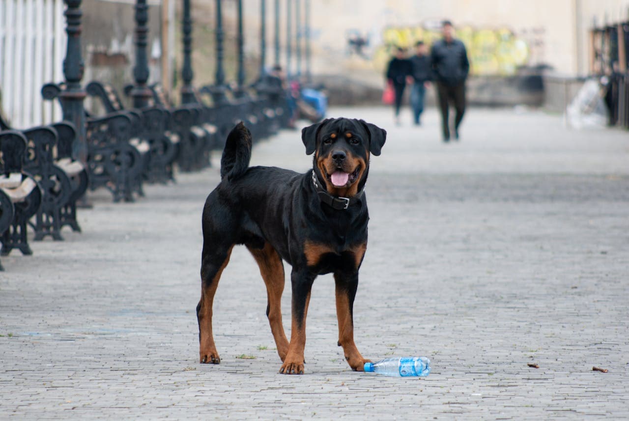 Rottweiler dog breed