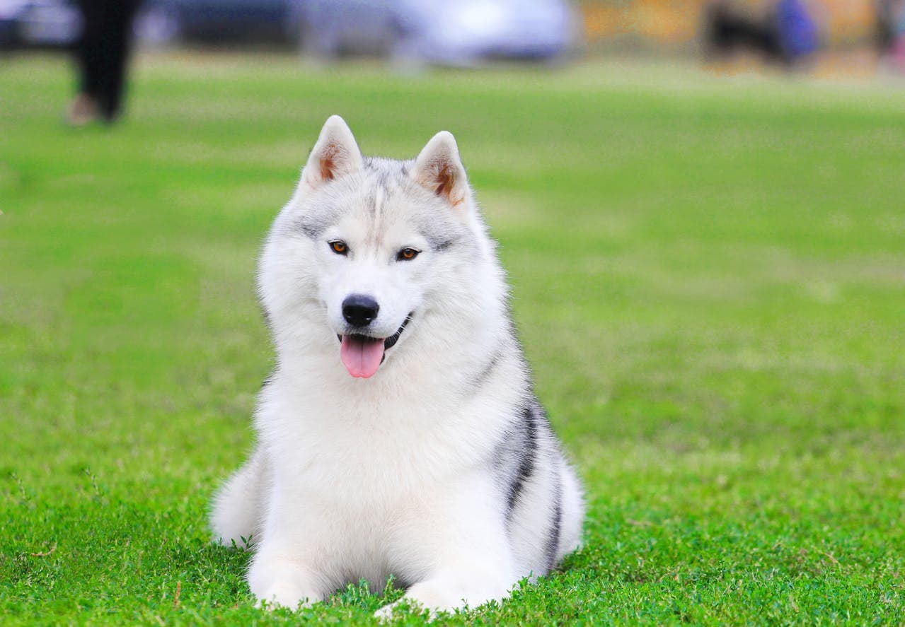 Siberian Husky dog breed