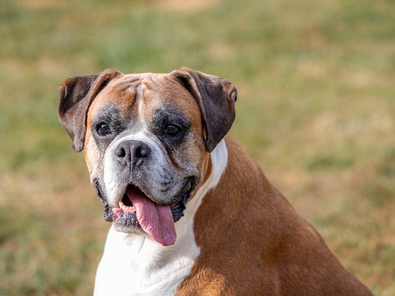 Boxer dog breed