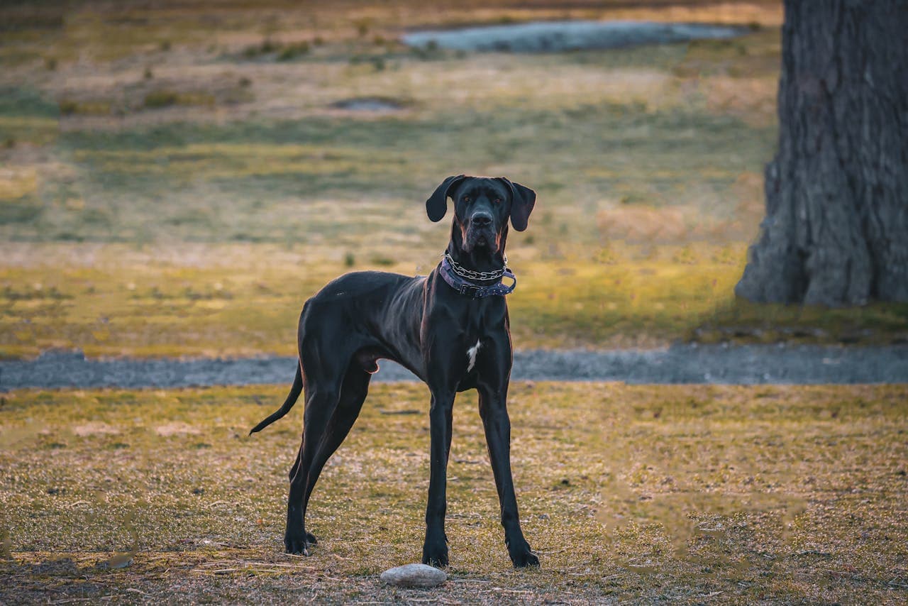 Great Dane dog breed
