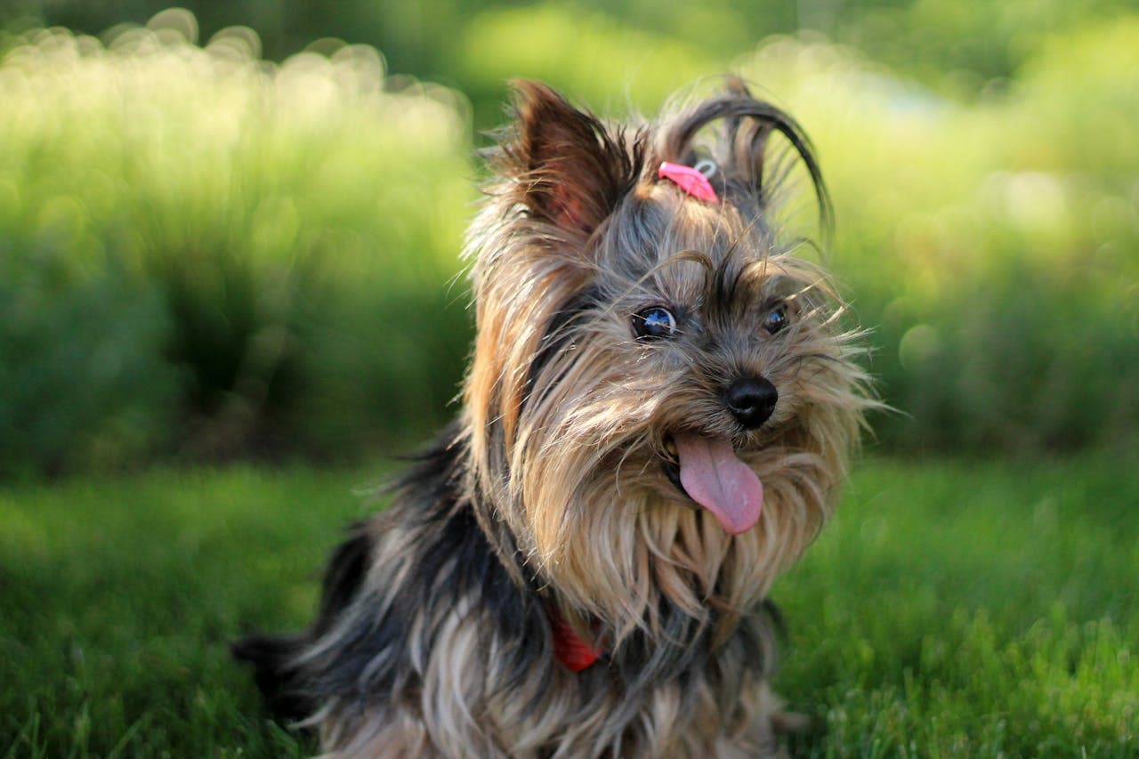 Yorkshire Terrier dog breed