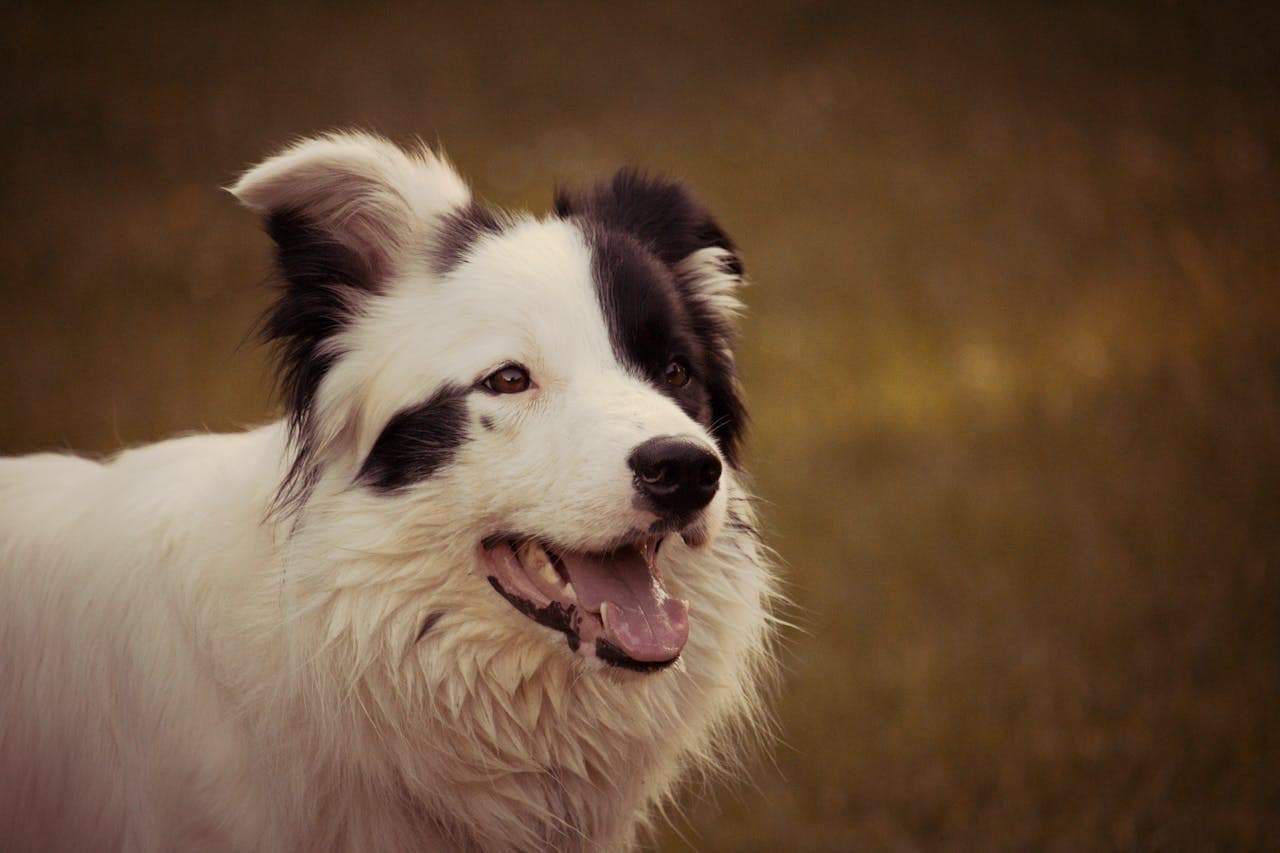 Border Collie dog breed