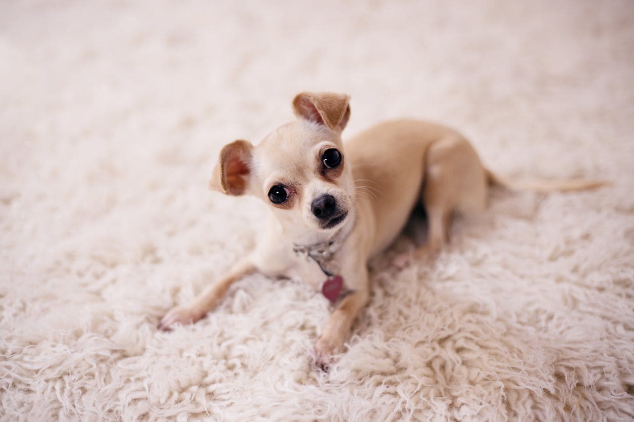 Chihuahua dog breed