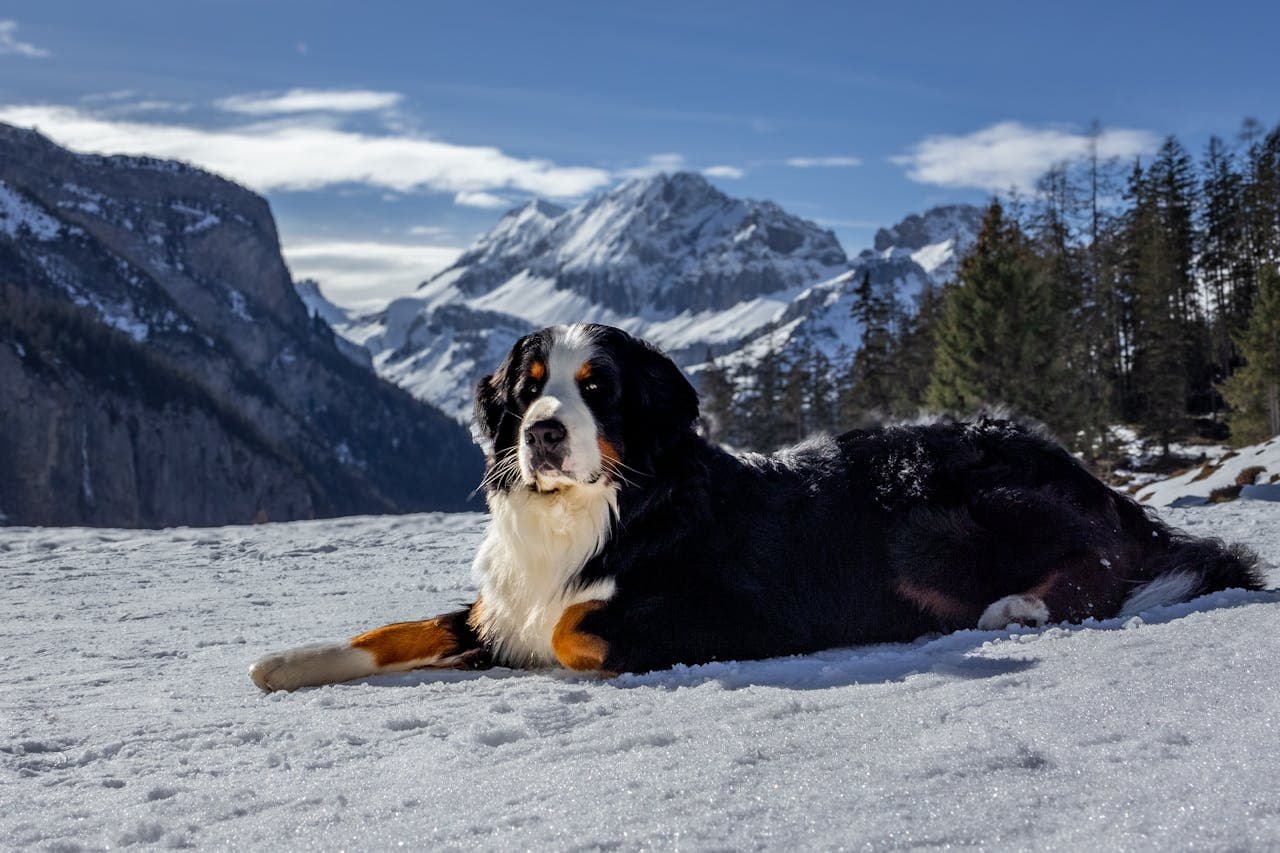 Bernese Mountain Dog dog breed
