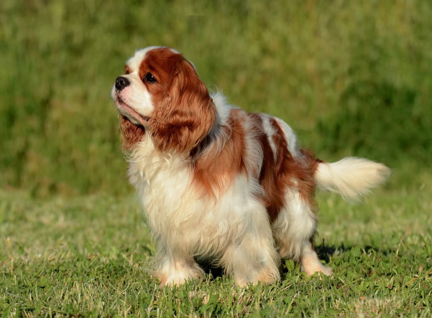 Cavalier King Charles Spaniel dog breed