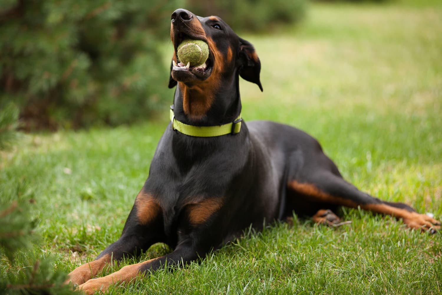 Doberman Pinscher dog breed
