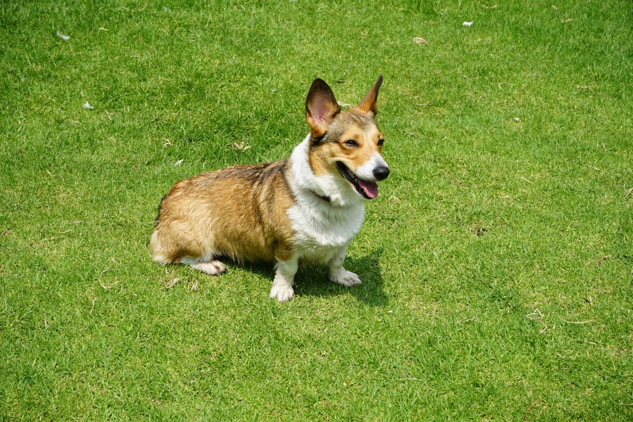 Pembroke Welsh Corgi dog breed