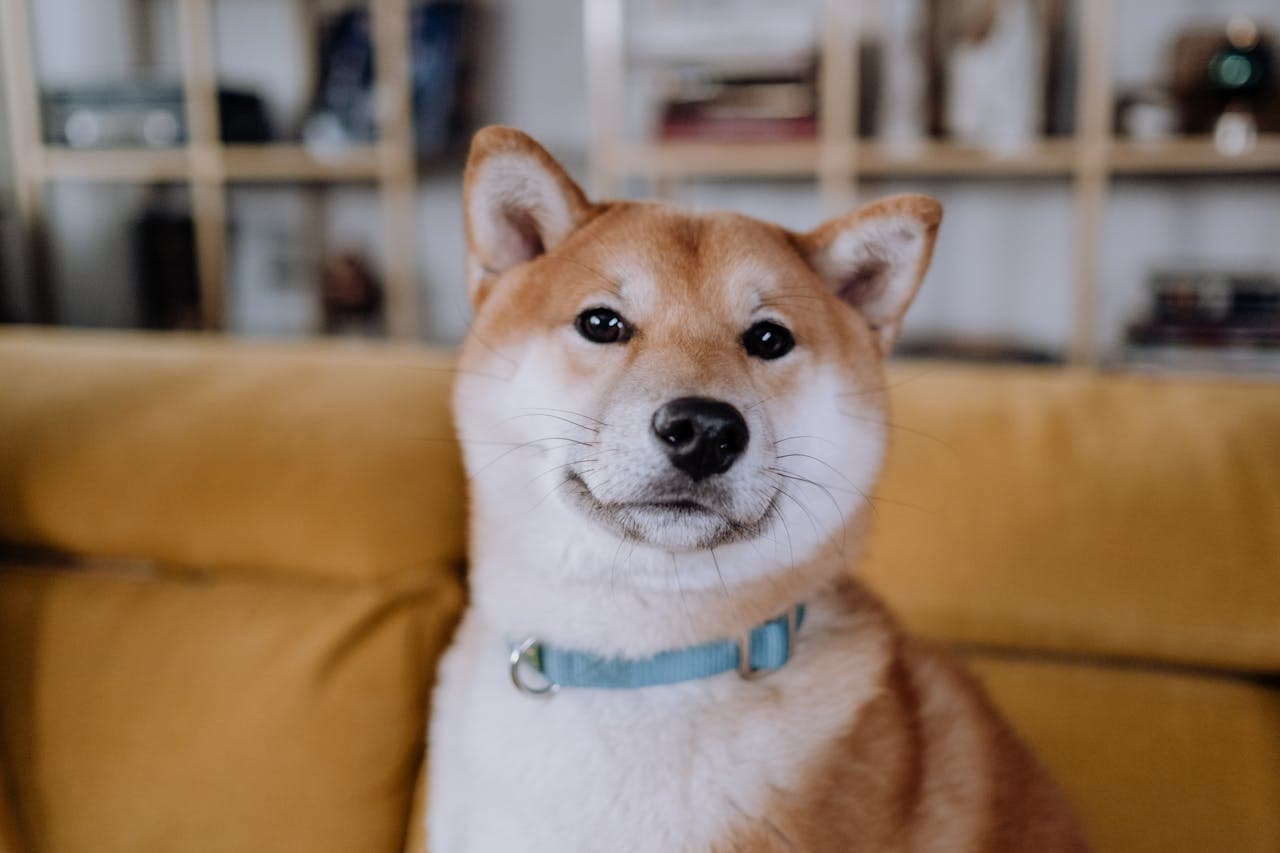 Shiba Inu dog breed