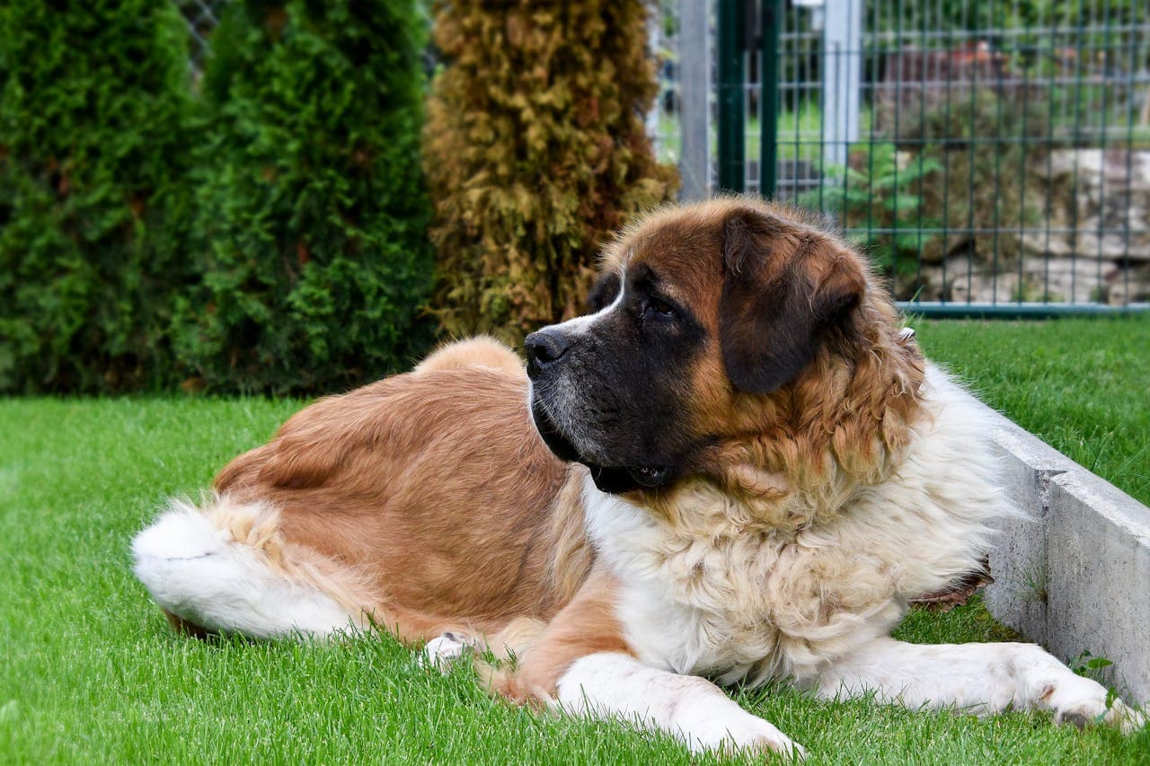 Saint Bernard dog breed